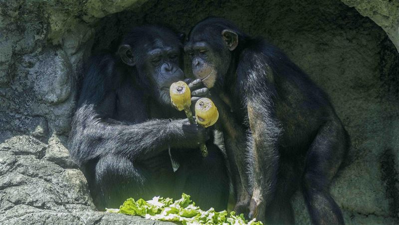 端午節動物園特製「冰粽」動物超愛呷