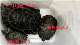 鷹嘴龜,花面側頸龜,甜甜圈龜,寵物龜,小偷,新北,板橋