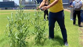 議員會勘新竹市立棒球場  發現1公尺高雜草新竹市議會棒球場改善監督小組21日前往新竹市立棒球場會勘，了解最新改善現況。時代力量市議員林彥甫受訪表示，現場發現草皮長出約1公尺高雜草，能理解球場草皮後續將開挖改善而未除草，但其他硬體設備仍需用心維護，認為市府只派一人管理偌大球場，相當不足。（林彥甫提供）中央社記者魯鋼駿傳真  112年6月21日