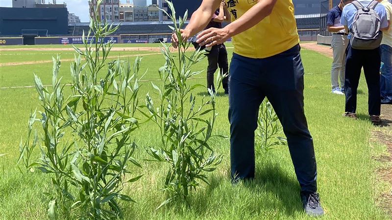 新竹棒球場雜草逾1公尺挨批　市府急清除