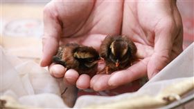 雪霸國家公園雪見遊憩區發現罕見深山竹雞（台灣山鷓鴣），原來是幼鳥卡水溝內。（圖／翻攝雪霸國家公園臉書）
