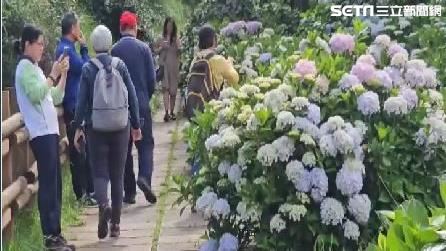 高山避暑客賞花！武陵農場繡球花大爆發