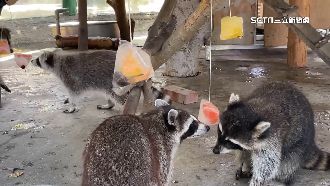 端午假期大熱天　動物園推「冰粽」消暑
