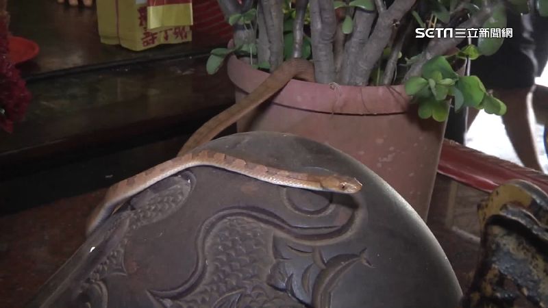 帝爺公蛇連43年報到　今年遲未現蹤