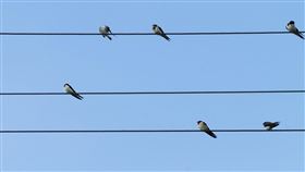 燕子（圖／翻攝自pixabay）