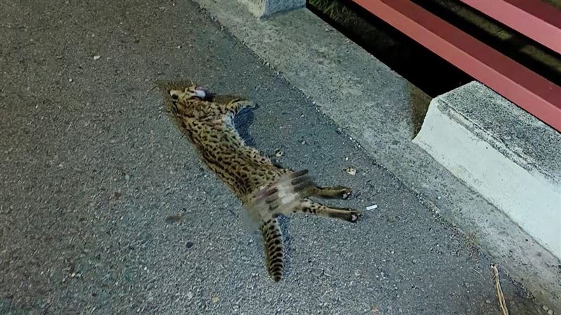 石虎路殺！　鹿港靠海路旁倒臥誤以為貓咪