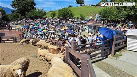 清境農場人潮湧入，人比羊多。（圖／清境農場提供）