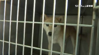 犬舍不續養了！35隻柴犬「全送收容所」