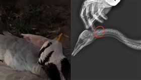 斑頭雁　（圖／翻攝自微博）