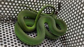 白蛇,青蛇,赤尾青竹絲,中和,民宅,端午,動保處,新北,