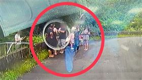 赤尾青竹絲,坪林,厚德岡坑溪,蛇吻,被咬,血清,新北,桃園,