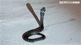 彰化芬園一條眼鏡蛇出現在超商門口。（圖／民眾提供）