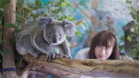 無尾熊因森林大火奪走6萬隻的性命。（圖／東森新聞提供）