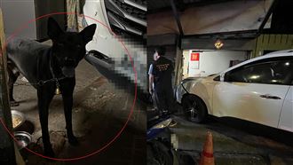 寵物被土狗咬死！心碎男撞檳榔攤打人痛哭