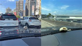 天降肉包（圖／翻攝自路上觀察學院 臉書）