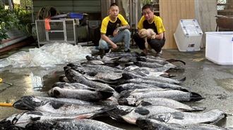 日月潭「獵虎」大斬獲！46尾超大魚虎上鉤