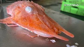 L抓到龍蝦魚1200