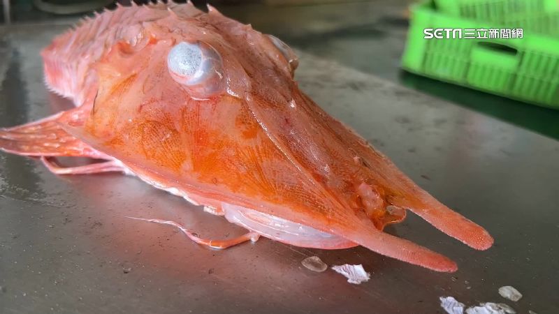 龍頭蝦身罕見怪魚！漁民台東大武外海捕獲