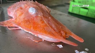 龍頭蝦身罕見怪魚！漁民台東大武外海捕獲