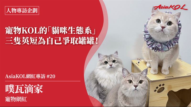 寵物KOL噗瓦滴家 三隻英短為自己爭取罐罐