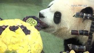 圓寶3歲了！貓熊館擠爆粉絲歡唱生日歌