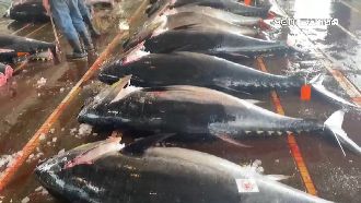 創新高！南方澳黑鮪魚爆量　今年賣3921尾