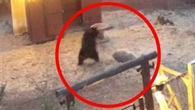 母豬大戰黑熊誰會贏？結局讓人意外（圖／翻自《每日郵報》）