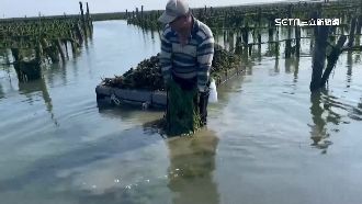 獨／海藻攻陷彰雲沿海　漁網都報銷