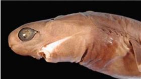 ▲雪茄達摩鯊因為外型像雪茄而得其名 。（圖／翻攝自維基百科）