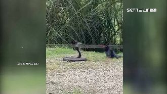 猛！藍鵲大戰眼鏡蛇　民眾拍下對決畫面曝