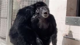 ▲香草第一次踏出牢籠外，抬頭仰望天空，臉上神情寫滿驚訝，讓人看了相當心疼。（截圖自Save the Chimps YouTube頻道）

