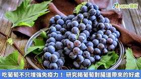 名家專用／葡萄除了有維護心臟健康、增進記憶力、預防大腸癌等為人所知的好處外，研究更發現吃葡萄還有助於腸道健康。（勿用）