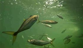 土魠魚(水試所提供)