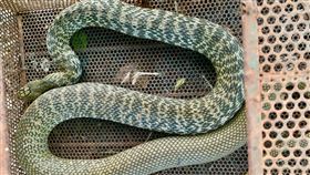 陳世雄，有機生態農場，9年抓79隻蛇，鵝蛋，引蛇出洞(圖／翻攝自City Bear生態農場)