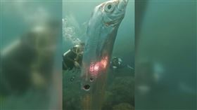 石川氏粗鰭魚(潛水教練「東北角海王子」汪承儒授權)