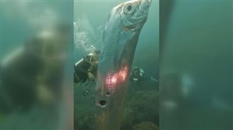 影／驚呆！潛水客近距直擊「活體地震魚」