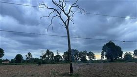 泰國一名49歲農民日前在務農，沒想到他褲襠上的金屬扣竟被閃電擊中，但經送醫仍因傷勢過重，不治身亡。（圖／翻攝buriramtimes）