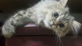  波斯貓 （圖／翻攝自pixabay）