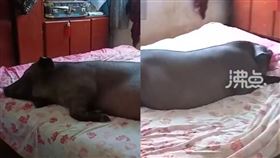 豬,豬圈,主人,床