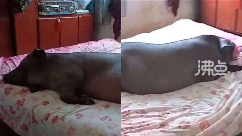 豬圈被大雨沖壞！2頭豬爬上主人床睡覺
