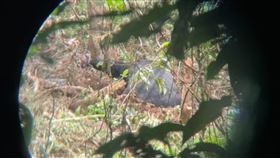 花蓮,黑熊,山豬吊,受困,救援