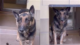 （圖／翻攝自furrytail.endings IG）