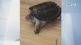 鱷龜蹺家逛街遭抱走！拾獲者稱「不見了」