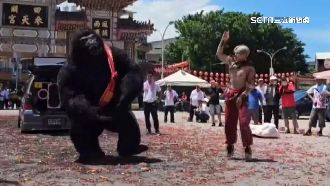 猩猩參拜頂35℃「熱」舞　網友擔心牠中暑