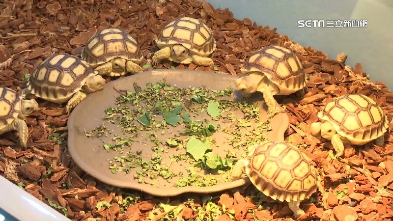 陪伴系萌寵！投資特殊龜種「年收破百萬」