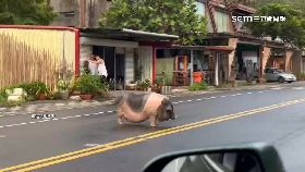 L豬豬跑上街0700