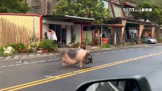 開車驚見麝香豬逛大街　駕駛笑：要讓嗎？