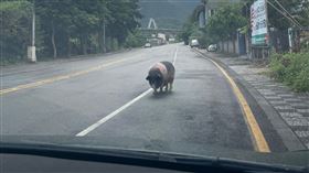 禮讓行人,宜蘭,蘇澳,永春路,麝香豬,二師兄,齊天大聖,蘇先生提供