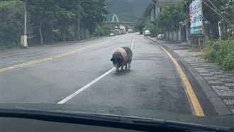 駕駛遇豬也禮讓　網友：二師兄又調皮了