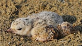 小燕鷗。（圖／翻攝自新竹市政府臉書）